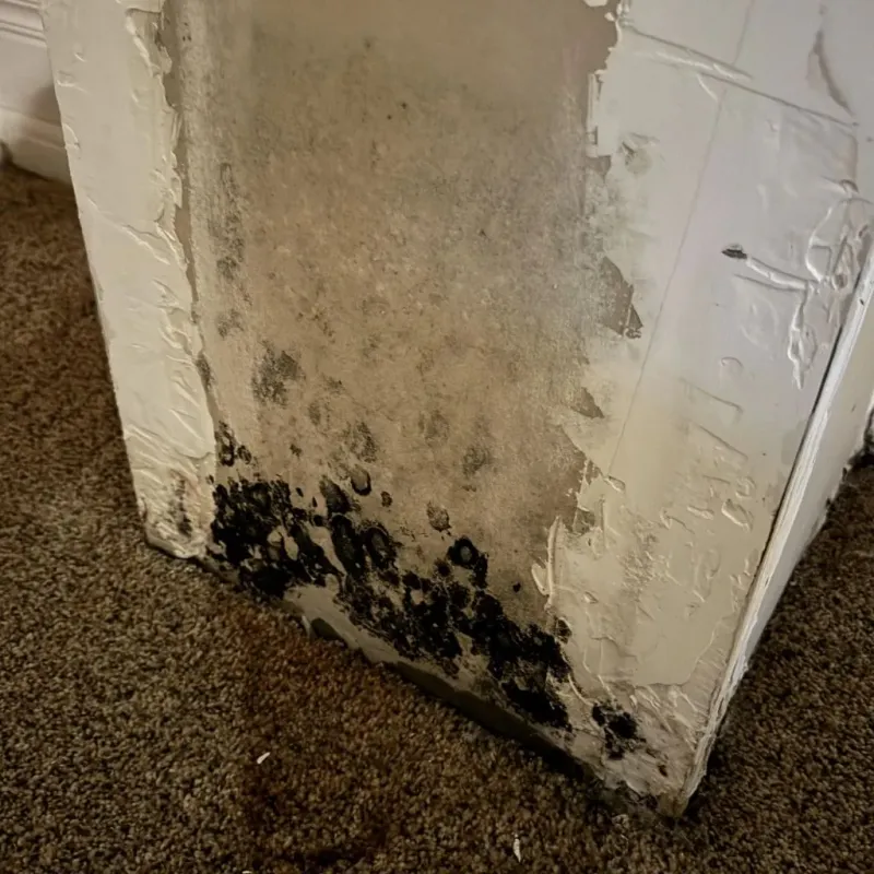 Professional Mold Removal in Watts Mills, SC